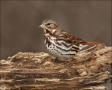 Fox-Sparrow;Sparrow;Passerella-iliaca;one-animal;close-up;color-image;nobody;pho